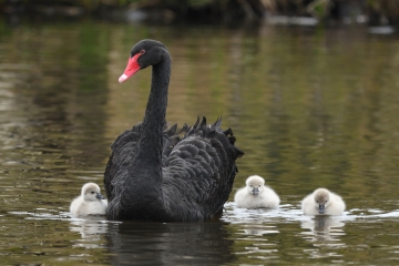 Black swan cygnets hatch at Martin Mere